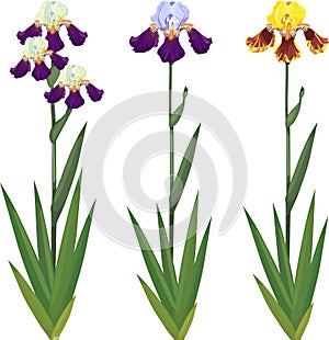 Set of iris plants with flowers of different colors and green leaves isolated on white
